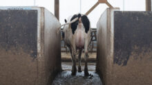 Une vache laitière passe dans un couloir étroit dans une étable