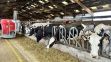 Lely Vector en train de distribuer la ration