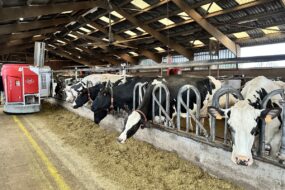 Lely Vector en train de distribuer la ration