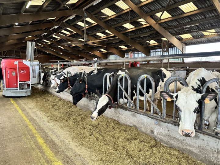 Lely Vector en train de distribuer la ration
