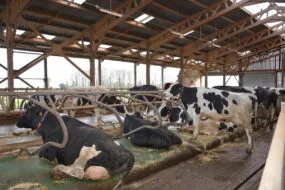 logettes de vaches