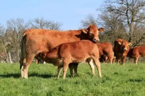Une vache et son veau dans un champ avec le troupeau en arrière plan