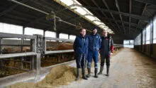 Les éleveurs sur le couloir d'alimentation avec des JB parthenais dans des cases