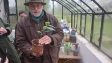 Alain Schlesser avec un plant de thé