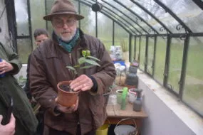 Alain Schlesser avec un plant de thé
