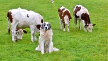 Un chien assis au milieu des vaches dans un champ