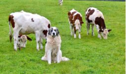 Un chien assis au milieu des vaches dans un champ