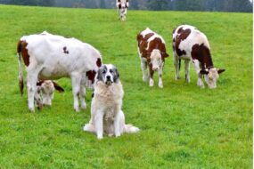 Un chien assis au milieu des vaches dans un champ