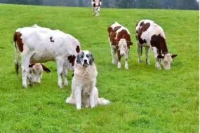 Un chien assis au milieu des vaches dans un champ