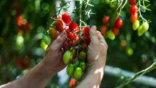 Des mains attrapent une grappe de tomates cerises