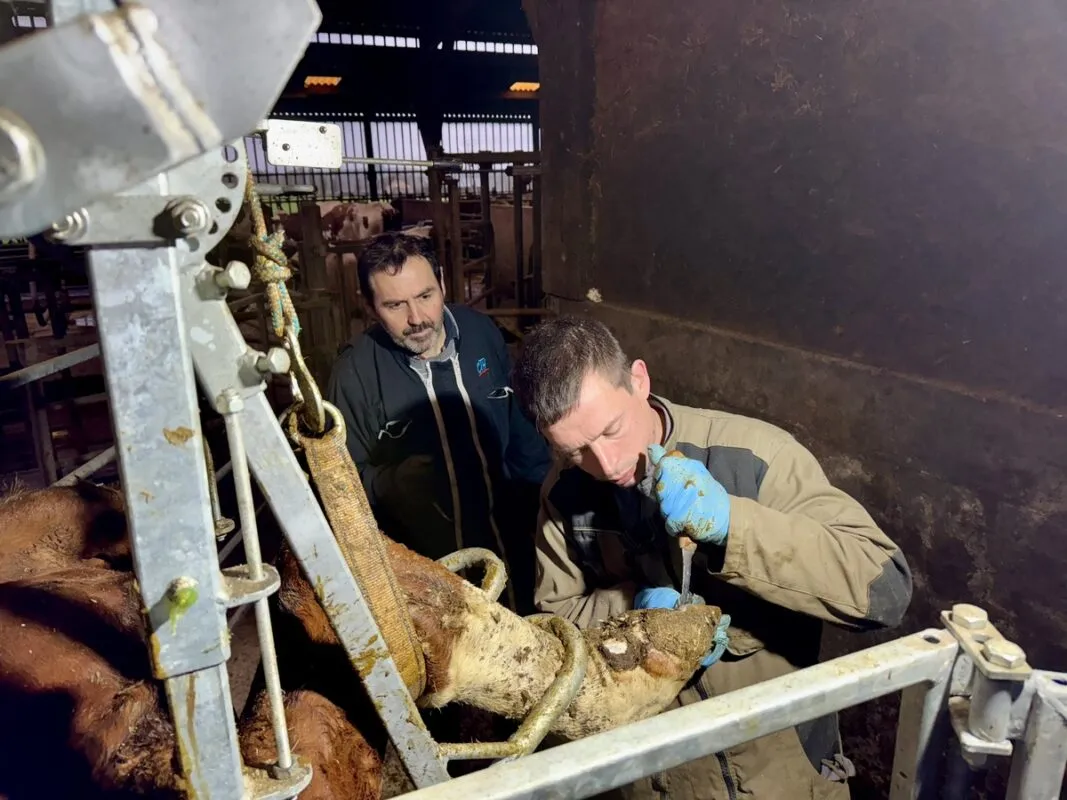 Un éleveur et son salarié en train de pratiquer du parage préventif sir le pied d'une vache laitière.