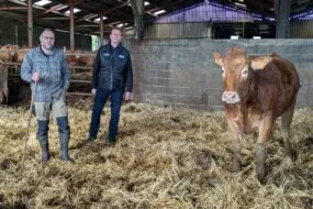 2 hommes dans une stabulation avec une vache