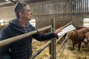 Hervé Merrer avec des vaches Limousines