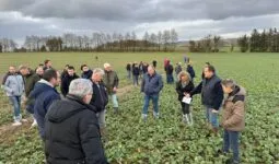 Des agriculteurs dans un champ de colza en hiver.