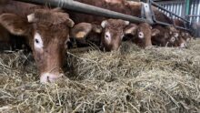 Vaches Limousines qui mangent