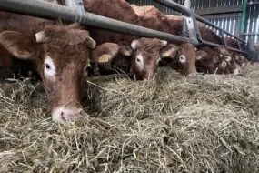 Vaches Limousines qui mangent