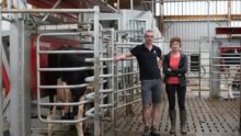 Dans une étable lumineuse, un éleveur et une éleveuse près d'une vache en train de se faire traire par un robot de traite