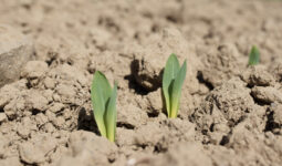Jeunes pousses de maïs
