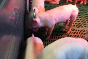 Des porcelets dans une case