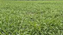 champ de triticale