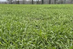 champ de triticale