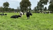 vaches prim'holstein au pâturage