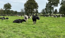 vaches prim'holstein au pâturage