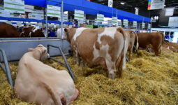 Des vaches sur de la paille au Salon de Paris