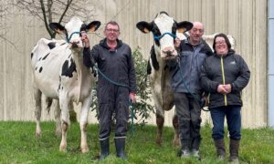 Trois éleveurs, deux hommes et une femme, présentent deux vaches de race Prim'Holstein