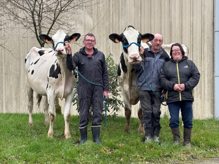 Trois éleveurs, deux hommes et une femme, présentent deux vaches de race Prim'Holstein