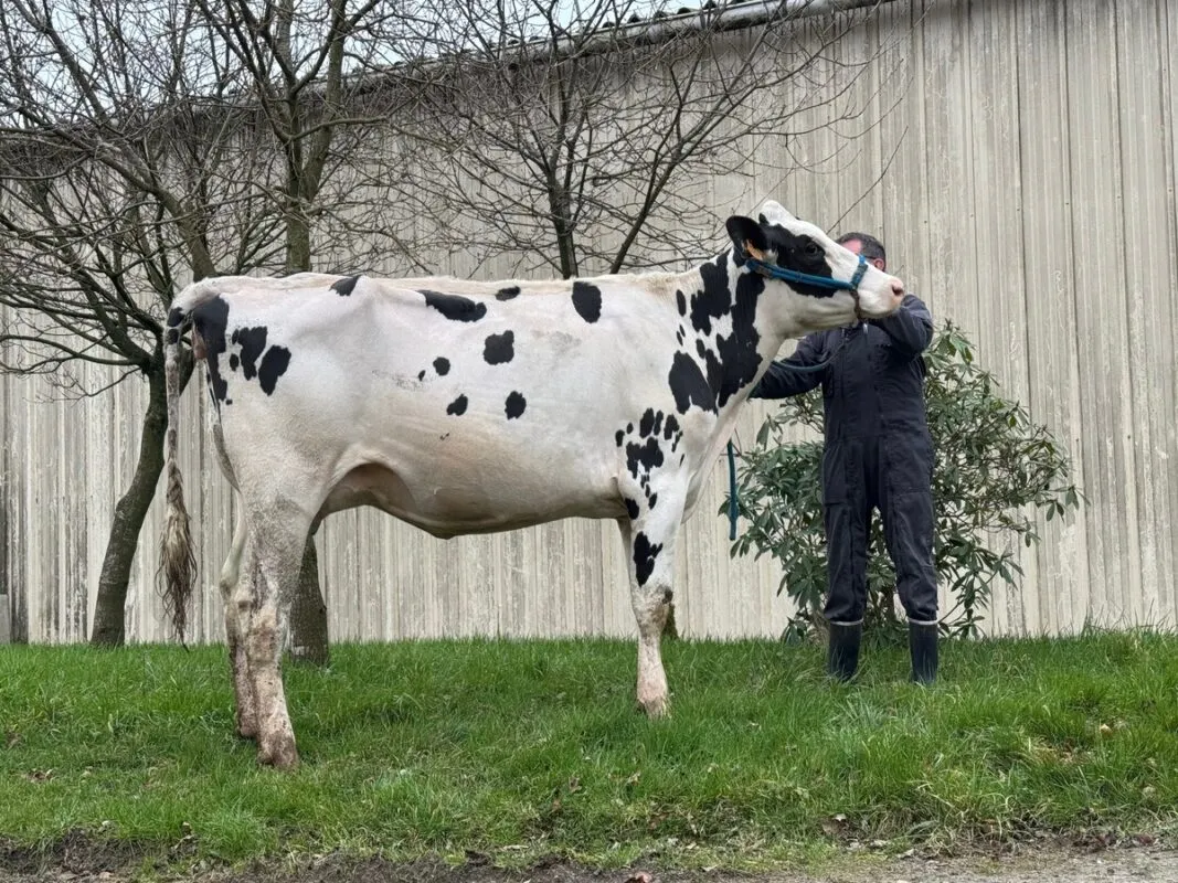 Une jeune vache blanche de race Prim'Holtein présenté par un homme.