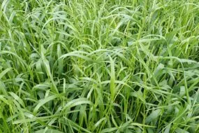 ray-grass dans du blé