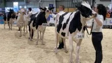 Des personnes font défiler les vaches sur le ring de concours bovin