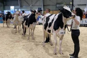 Des personnes font défiler les vaches sur le ring de concours bovin