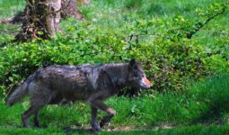 Un loup qui marche dans une forêt