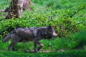 Un loup qui marche dans une forêt