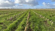 Du ray grass italien dans un champ de maïs déjà ensilé