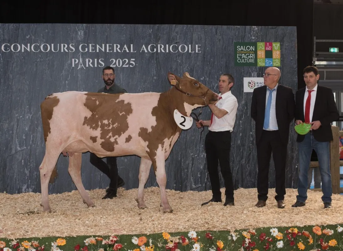 Sous la houlette de juge Rémy Briant de Milizac-Guipronvel, la primipare 3334 (SecurityWG x Poz Red P), à l’EARL Jolle à Plouvien, a été désignée Réserve de championnat Jeune après avoir empoché le premier prix de section des 1ère lactation au concours de la Pie Rouge de Paris 2025.