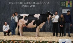 Une vache Prim'Holstein sur le podium du concours de Paris 2025 entourée par deux femmes et quatre hommes