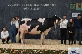 Une vache Prim'Holstein sur le podium du concours de Paris 2025 entourée par deux femmes et quatre hommes