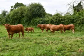 Vaches et veaux limousins dans une parcelle avec un haie
