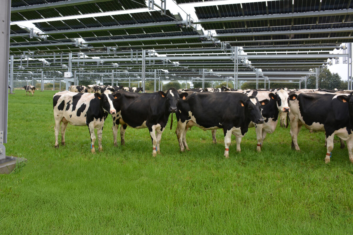 Des vaches sous des trackers solaires dans un champ - Illustration Quelle place réservera-t-on à l’agrivoltaïsme en Bretagne ?