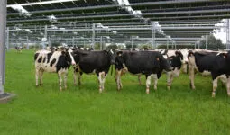 Des vaches sous des trackers solaires dans un champ