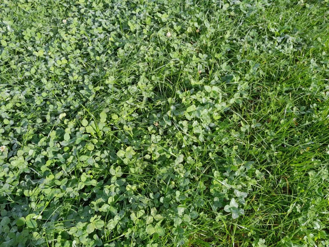 La parcelle se maintient propre et les trèfle est bien présent.