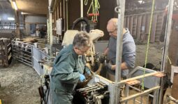 Un homme et une femme font le parage d'une brebis avec une cage à retournement hydraulique