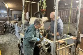 Un homme et une femme font le parage d'une brebis avec une cage à retournement hydraulique
