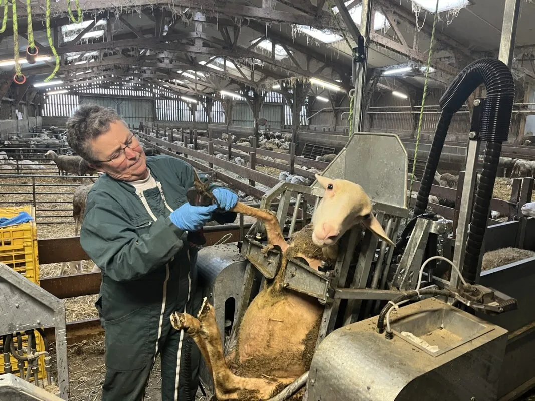 Une femme en train de parer une brebis dans une cage de parage