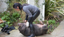 Une femme et un cochon