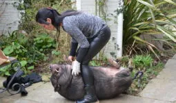 Une femme et un cochon