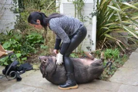 Une femme et un cochon